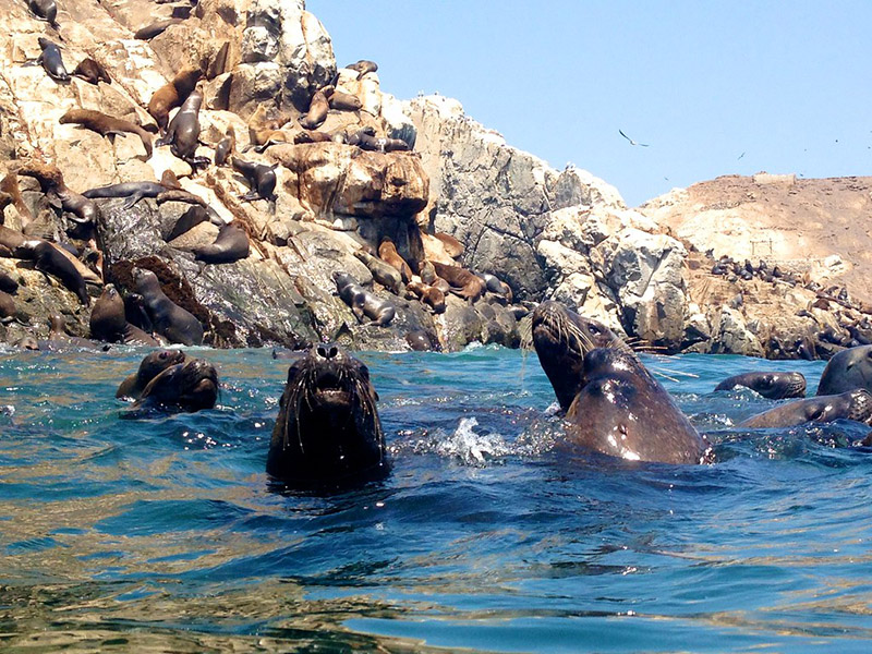 Leões-marinhos na Ilhas Palomino em Lima