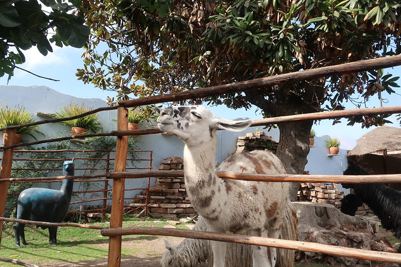 Mundo Alpaca em Arequipa